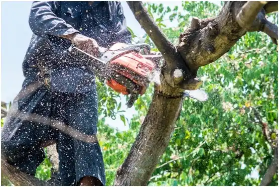 tree services Pageland